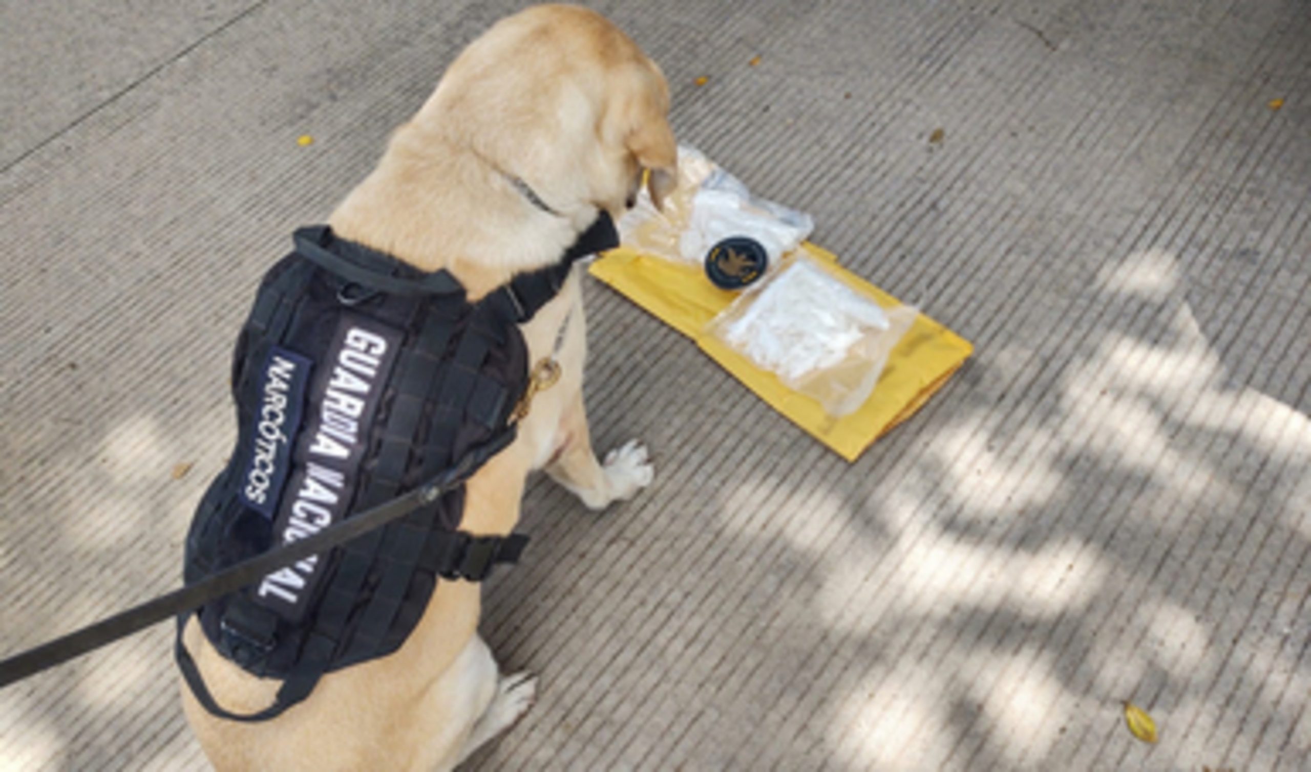 Binomios caninos rastrean envío con aparente metanfetamina en una empresa de paquetería en Culiacán
