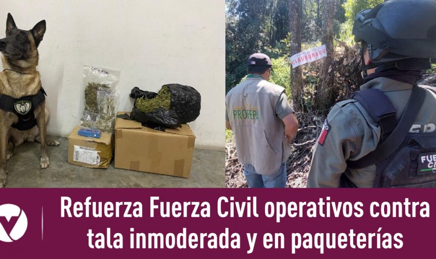 Refuerza Fuerza Civil operativos contra tala inmoderada y en paqueterías
