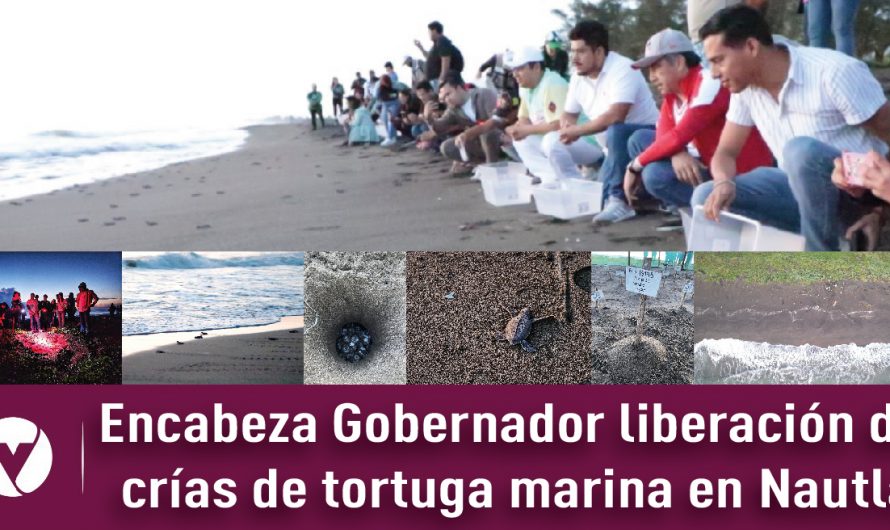 Encabeza Gobernador liberación de crías de tortuga marina en Nautla