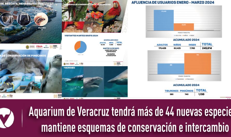 Aquarium de Veracruz tendrá más de 44 nuevas especies; mantiene esquemas de conservación e intercambio